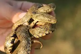 Couleuvre tessellée(Natrix tessellata)