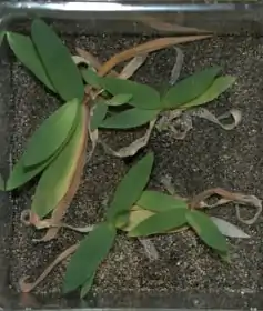 Dichanthelium lanuginosum (Poales, Poaceae ou Gramineae)