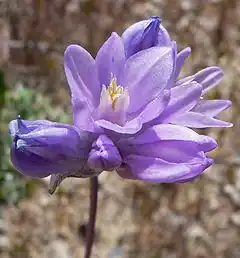 Description de l'image Dichelostemma capitatum 2.jpg.