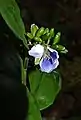Fleur de Dichorisandra hexandra au sanctuaire de vie sauvage de Wildsumaco (Équateur)