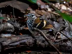 Description de l'image Dichrozona cincta Banded Antbird (male); Jaci-Parana, Porto Velho, Rondônia, Brazil 01.jpg.