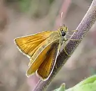 Thymelicus acteon