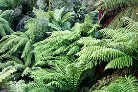 Dicksonia antarctica (Dicksoniaceae)