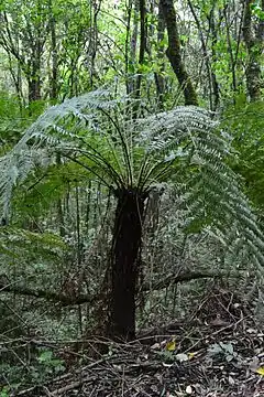 Description de l'image Dicksonia sellowiana in a Brasilian Forest.jpg.