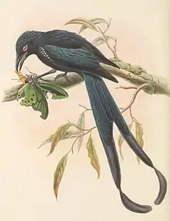 Description de l'image Dicranostreptus megarhynchus - The Birds of New Guinea (cropped).jpg.