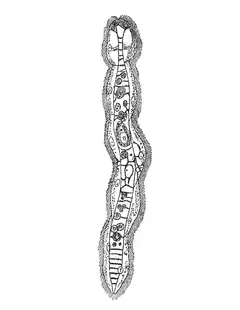 Schéma de Dicyema macrocephalum (Rhombozoa)