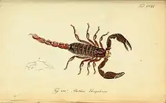 Description de l'image Die Arachniden (Plate CCXC) (8560499180).jpg.