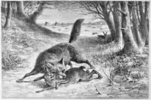 gravure ancienne montrant un renard avec un lapin dans la gueule et des chasseurs au loin