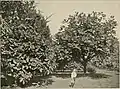 Photographie de magnolias (1900).