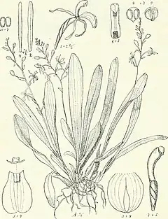 Description de l'image Die Pflanzenwelt Afrikas, insbesondere seiner tropischen Gebiete - Grundzge der Pflanzenverbreitung im Afrika und die Charakterpflanzen Afrikas (1910) (20752446080).jpg.