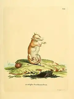 Description de l'image Die Säugthiere in Abbildungen nach der Natur, mit Beschreibungen (Plate CLI) (8557387452).jpg.