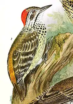 Description de l'image Die Vögel Afrikas (6425133621), Dendropicos poecilolaemus.jpg.