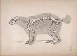 Squelette de Gulo gulo.