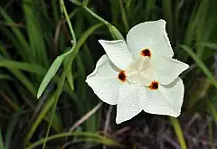 Description de l'image Dietes bicolor flower.jpg.