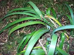 Description de l'image Dietes robinsoniana HunterRBG.jpg.