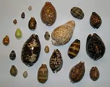 Variétés de cauris / cowries