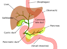 Les canaux hépatiques drainent la bile depuis le foie jusqu'au canal hépatique commun. puis vers la vésicule biliaire (gallblader) via le canal cystique (cystic duct) ou vers le duodénum via le canal cholédoque (common bile duct).