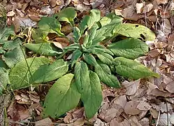 Digitalis purpurea (rosette de feuilles), forêt de Zang.