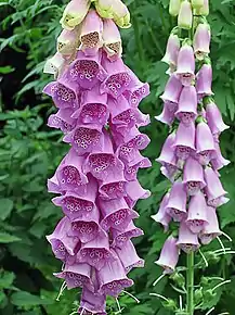 Digitalis purpurea en fleur.