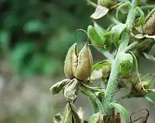 Digitalis purpurea (fruit).