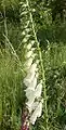 Digitalis purpurea blanche.