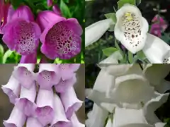 Deux gènes déterminant la couleur des pétales sont à l'origine de quatre phénotypes de Digitalis purpurea