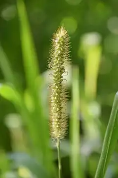 Description de l'image Digitaria iburua in Jardin botanique de la Charme.jpg.