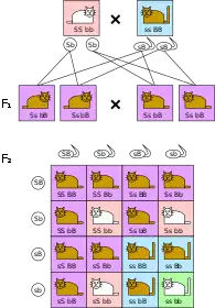 Troisième loi :L'échiquier de Punnett des deux caractéristiques (poils blancs/bruns, queue courte/longue, où "brun" et "court" devraient être dominants) donne en génération F2 des phénotypes variés dans le rapport de 9:3:3:1. (S = court (short), s = long, B = brun, b = blanc).