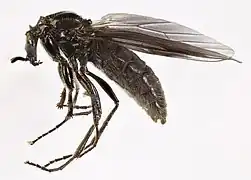 Dilophus febrilis femelle.
