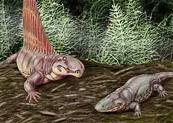 Reconstitution par D. Bogdanov de Dimetrodon et d’Eryops.