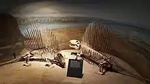 Deux squelettes reconstitués de Dimetrodon grandis au Musée royal Tyrrell de paléontologie, en Alberta, au Canada.