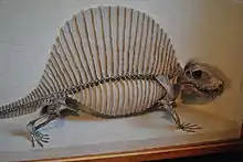 Squelette de Dimetrodon milleri, l'une des plus petites espèces connus du genre.