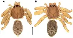 Description de l'image Diminutella cortina (10.3897-zookeys.742.21819) Figure 1.jpg.