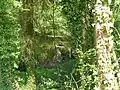 En bordure de sentier émeraude