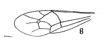 Dimophora longicornis aile ant. & Nemeritis longicornis 1937 N. Théobald Holotype éch. Am12 p. 306 pl. XXIV Hyménoptètes du Stampien d'Aix-en-Provence.