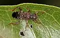 Dinomachus capeneri, Afrique du Sud.