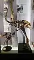 Squelette de Dinornis novaezealandiae, espèce éteinte de moa.