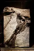 Moulage d'un fémur de sauropode (2,20 de long)