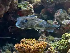 Un grand poisson porc-épic (Diodon hystrix)