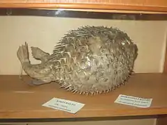 Spécimen naturalisé, gonflé (Museum d'Histoire Naturelle, Baku, Azerbaijan).