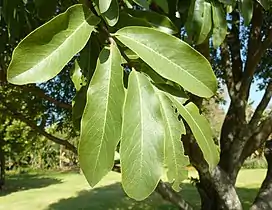 Feuillage mature