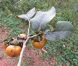 Fruit à maturation en novembre.