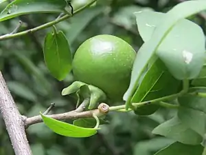 Fruits en août