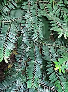 Description de l'image Diospyros seychellarum Sydney Botanic Gardens.jpg.