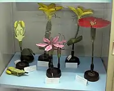 Différents modèles de fleurs.