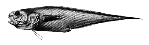 Diplacanthopoma raniceps.