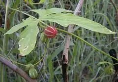 Description de l'image Diplocyclos palmatus fruit and foliage.jpg.