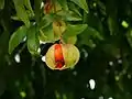 Fruits et feuilles