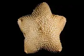 Diplopteraster multipes