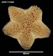 Diplopteraster verrucosus (face orale)